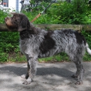 Wire-haired pointing griffon Korthals
